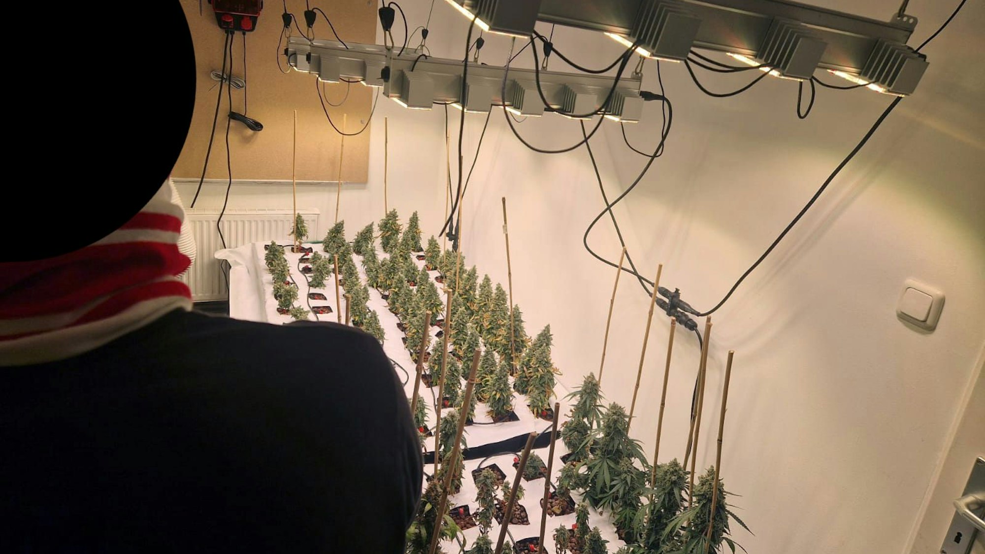 Ein Mann steht mit dem Rücken zur Kamera, im Hintergrund sind Cannabis-Pflanzen zu sehen.