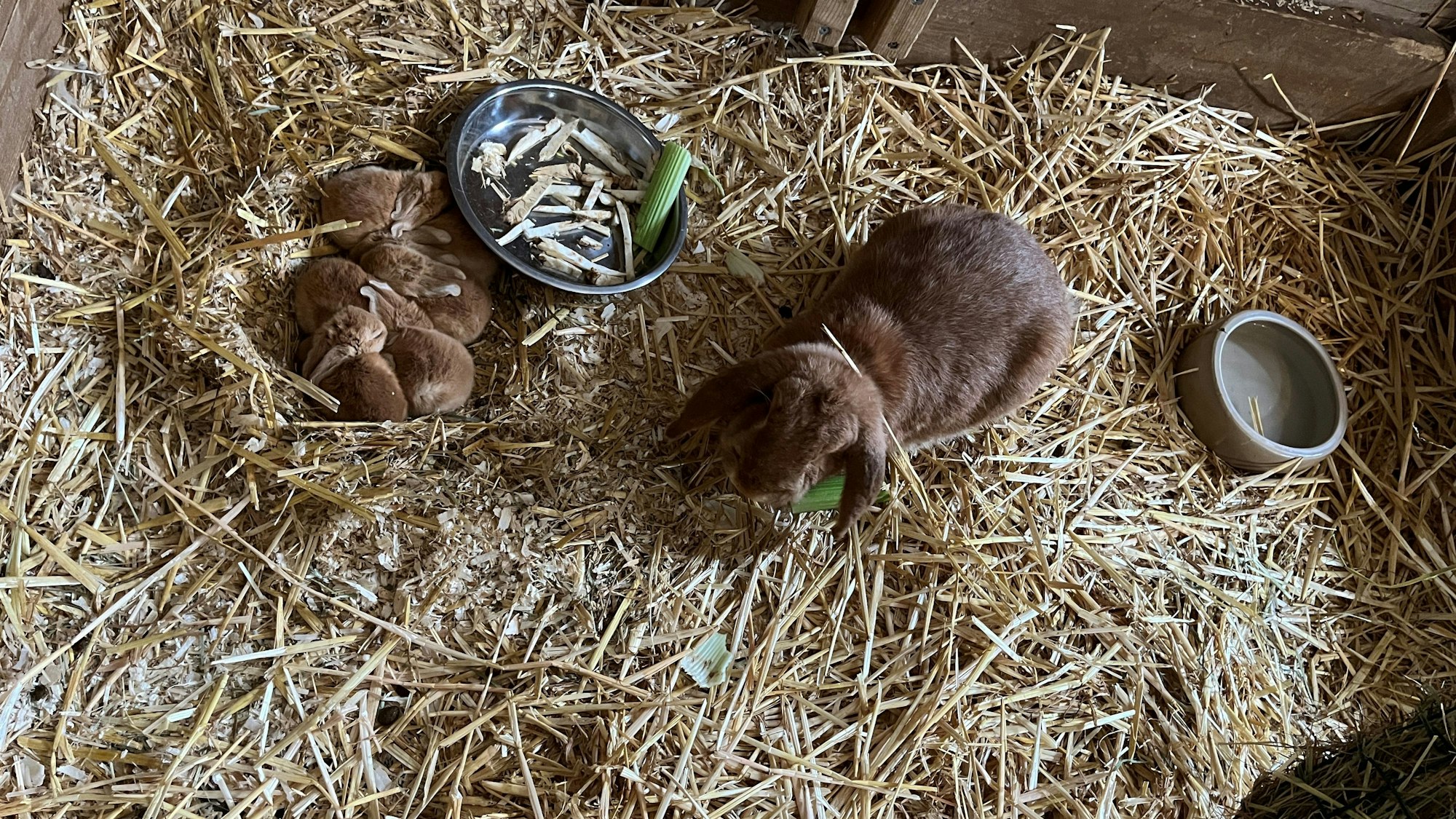 Fünf neugeborene Kaninchen liegen eng aneinander gedrängt im Stroh. Die Mutter liegt daneben.