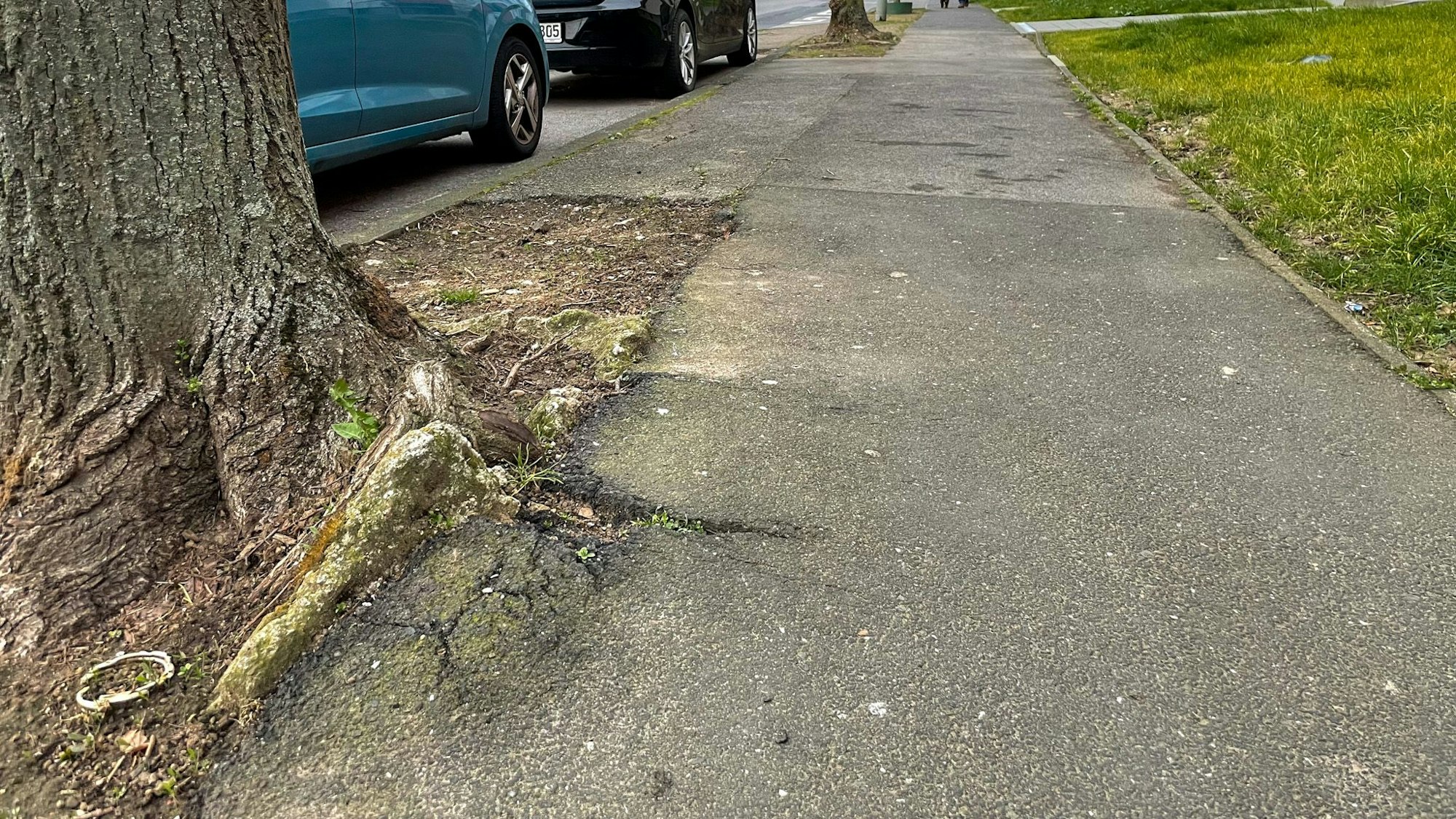 Wurzeln eines Baumes auf einem Gehweg drücken den Asphalt hoch.