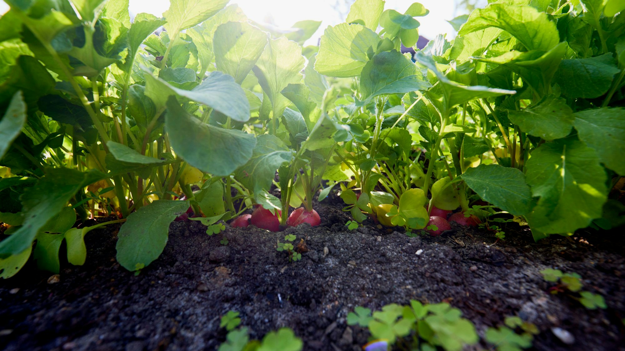 Radieschen in einem Beet werden von der Sonne angestrahlt.