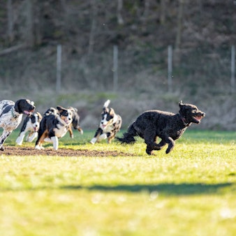 Mehrere Hunde toben auf einer eingezäunten Wiese.