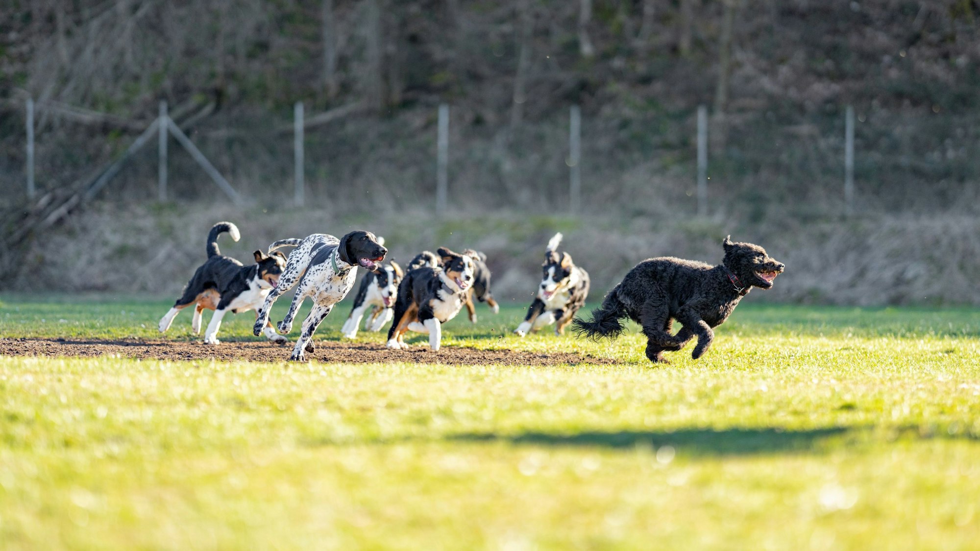 Mehrere Hunde toben auf einer eingezäunten Wiese.