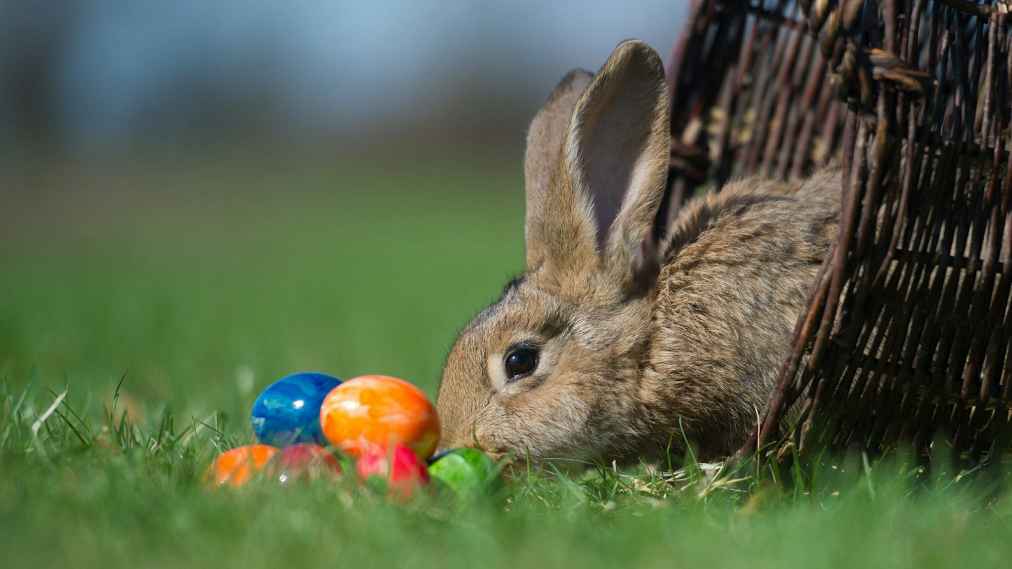 Nicht der Osterhase, sondern ein Kaninchen neben bunten Ostereiern.