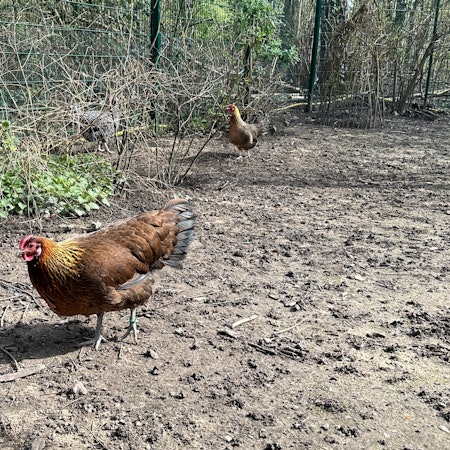 Drei verbleibende Hühner im Finkens Garten passen nicht in das pädagogische Konzept, weil es Nutztiere sind.
