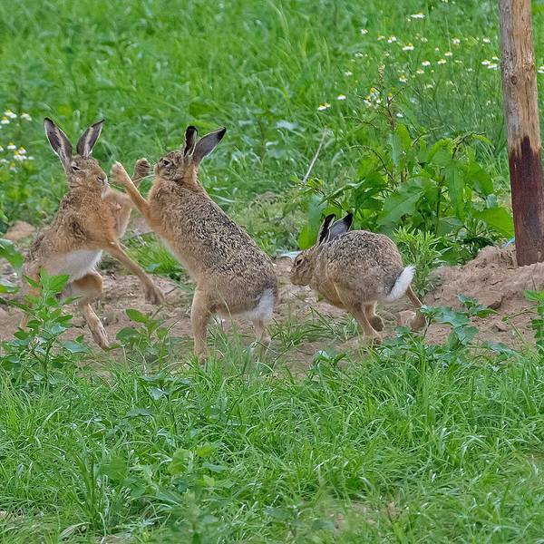 Zu sehen ist eine Gruppe Feldhasen auf einer Wiese.