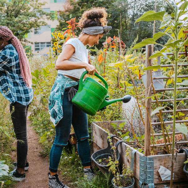 Zwei Frauen kümmern sich um einen Gemeinschaftsgarten in der Stadt und gießen die Beete.