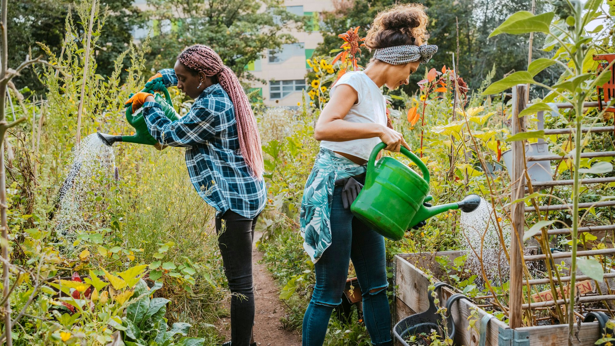 Zwei Frauen kümmern sich um einen Gemeinschaftsgarten in der Stadt und gießen die Beete.