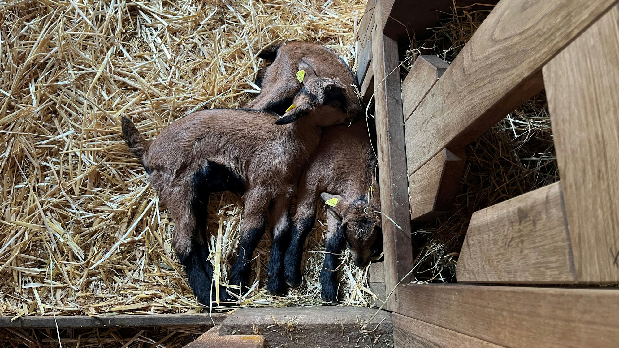 Neugeborene Ziegen liegen im Stroh im Kölner Zoo.