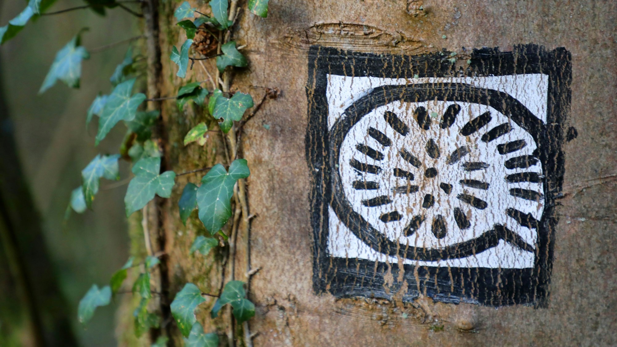 Eine Wanderwegmarkierung ist an einen Baum gepinselt.