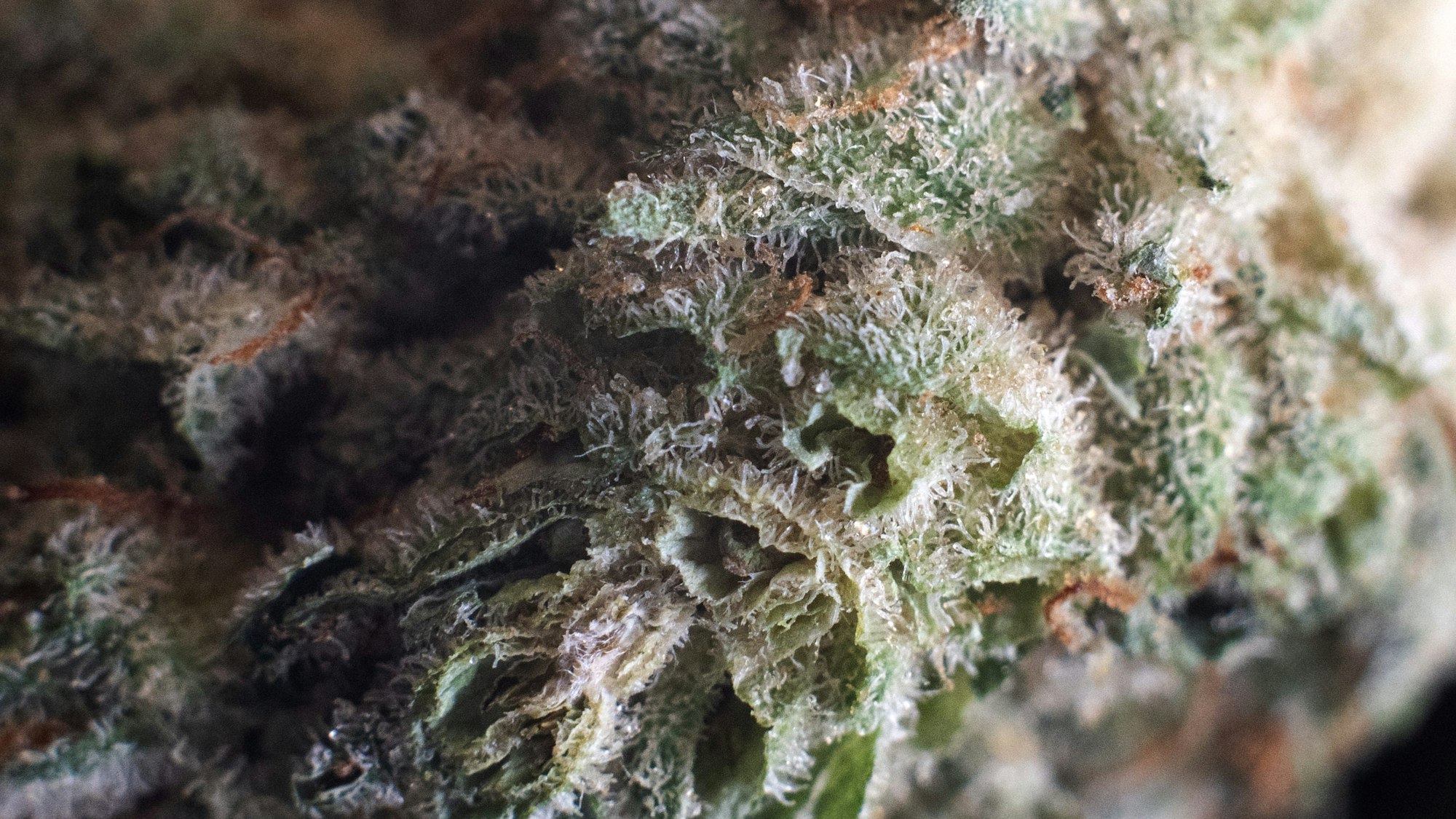 Cannabis in Nahaufnahme