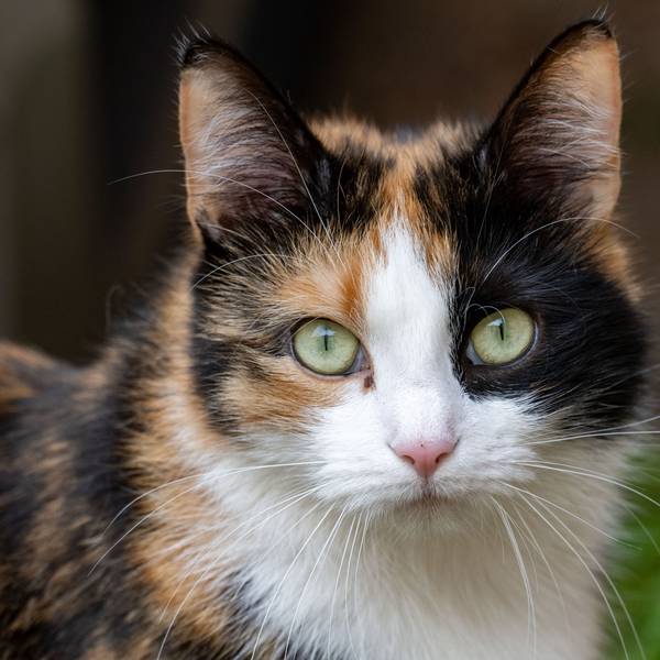 Eine Katze