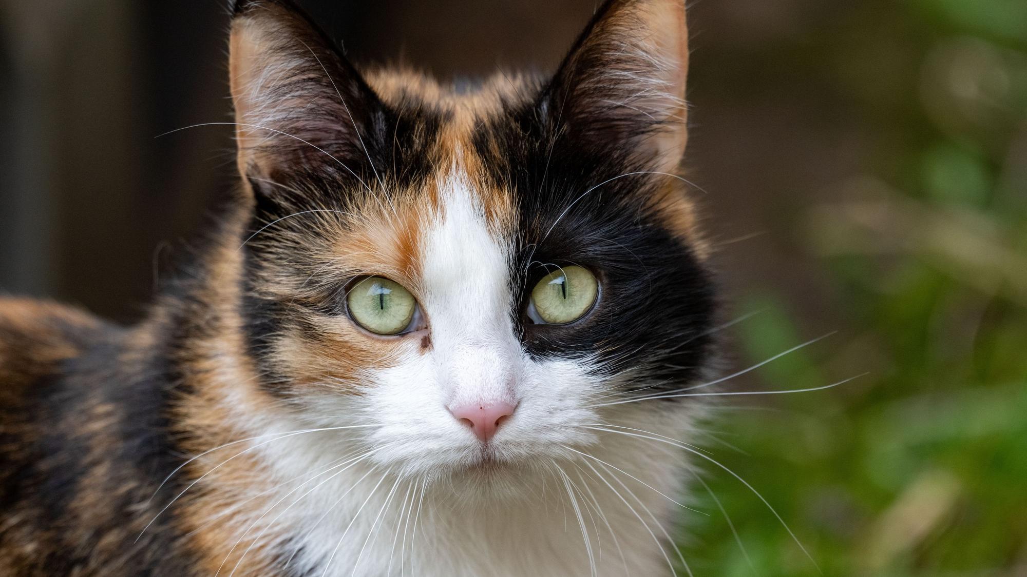 Eine Katze