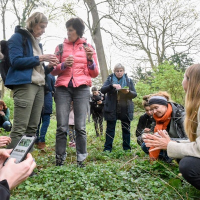 Zu sehen sind Menschen in einem Park beim Pflücken von Wildkräutern.