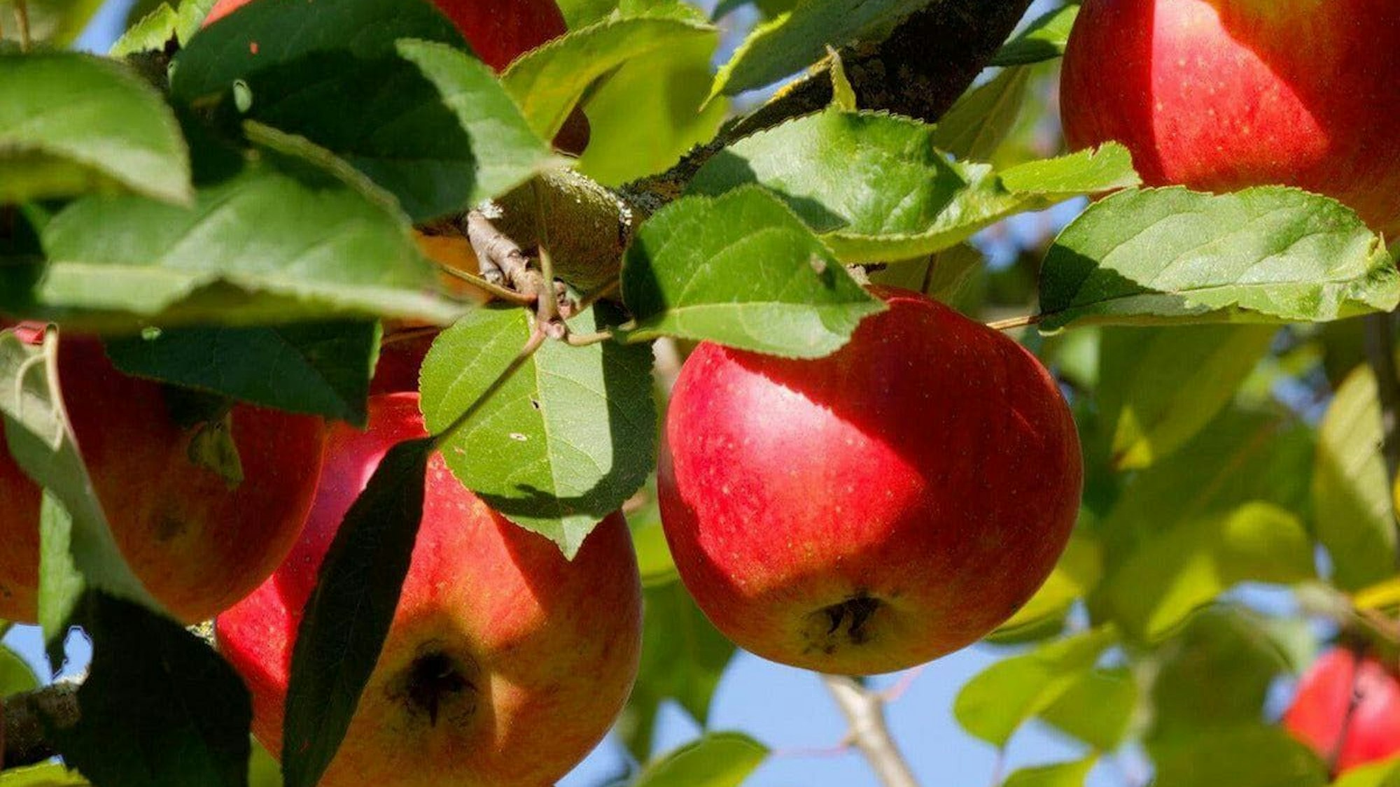 Zu sehen ist ein Baum mit roten Äpfeln.