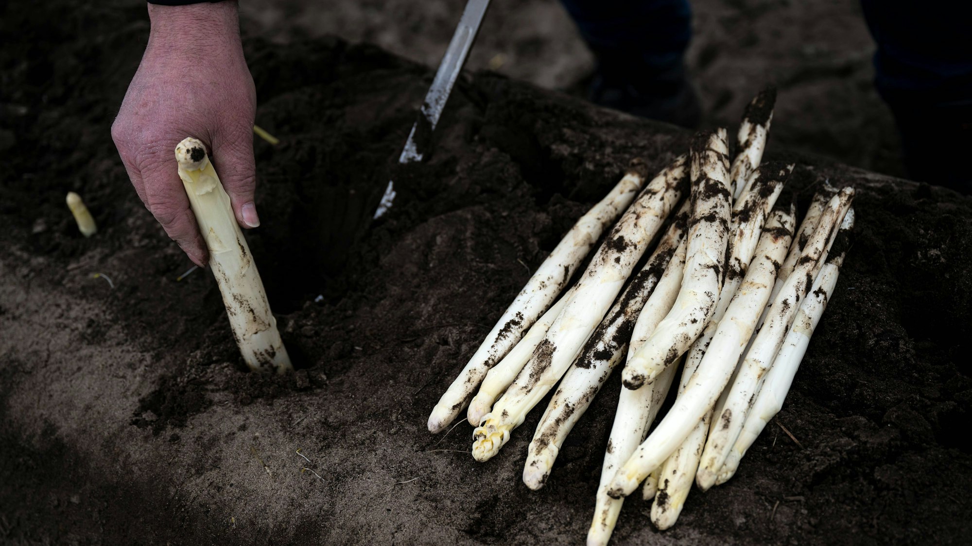 Spargel wird aus der Erde gestochen
