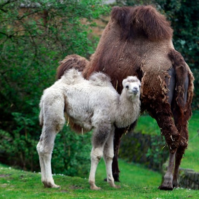 Ein hellfarbenes, kleines Trampeltier steht vor einem größeren Tier mit braunem Fell.