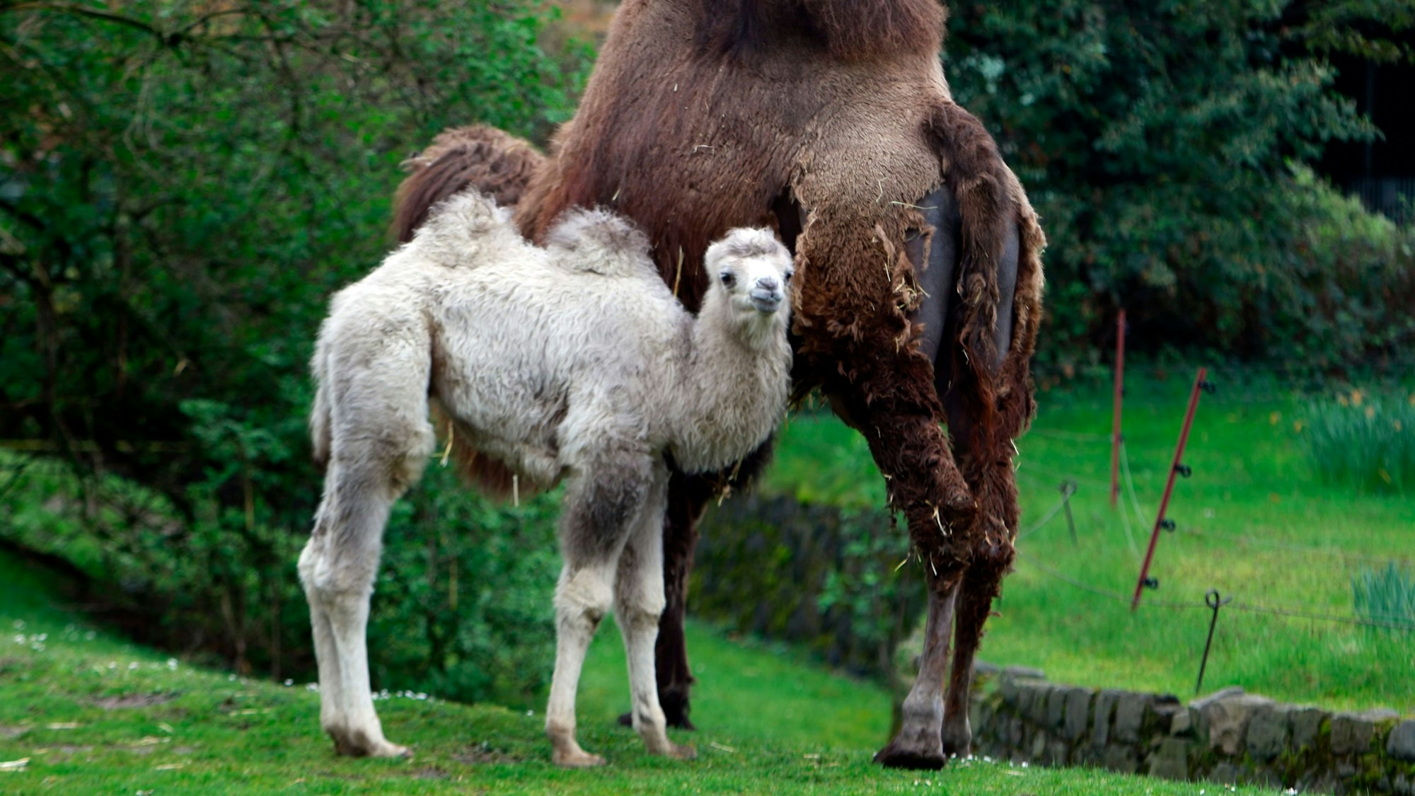 Ein hellfarbenes, kleines Trampeltier steht vor einem größeren Tier mit braunem Fell.