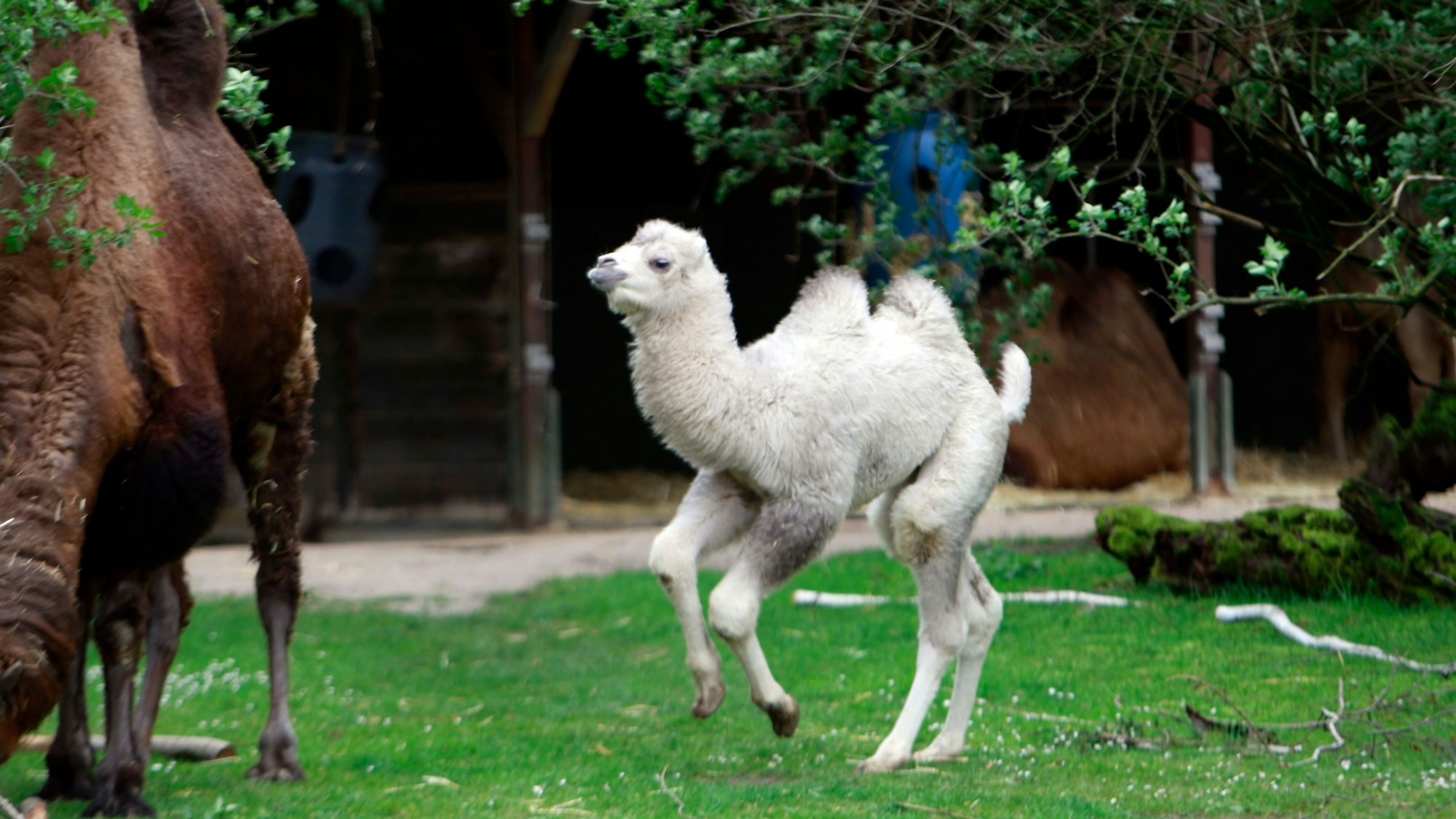 Ein klein hellfarbenes Trampeltier setzt zu einem kleinen Hüpfer an.