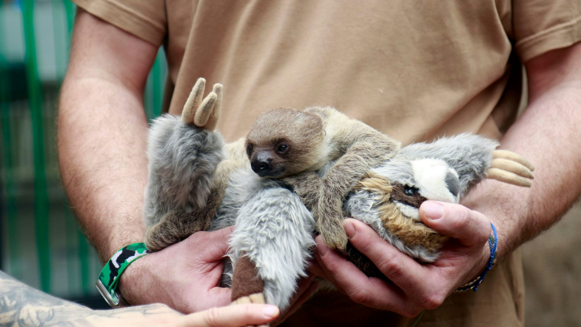 Ein kleines Faultier wird von einem Pfleger auf einem Plüschtier getragen.