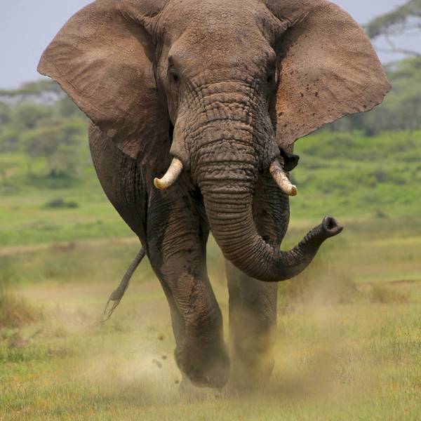 Ein Elefantenbulle hat auf einer Safari in Sambia einen tödlichen Angriff gestartet. (Symbolbild)