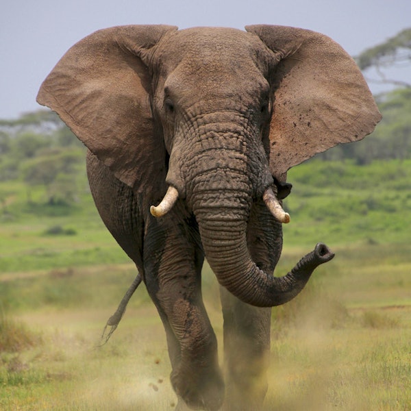 Ein Elefantenbulle hat auf einer Safari in Sambia einen tödlichen Angriff gestartet. (Symbolbild)