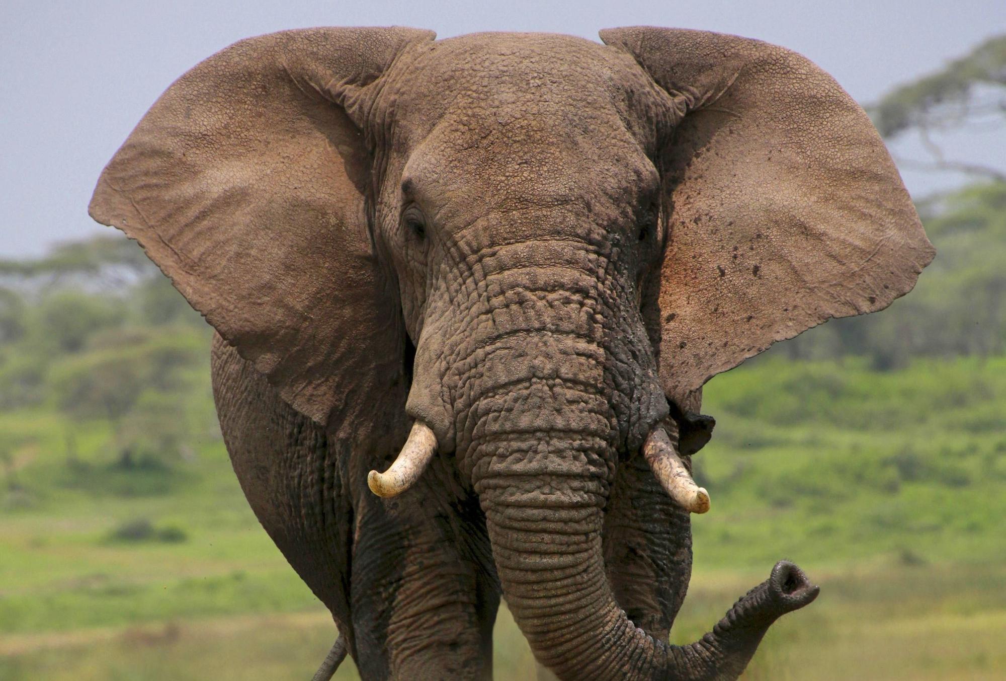 Ein Elefantenbulle hat auf einer Safari in Sambia einen tödlichen Angriff gestartet. (Symbolbild)