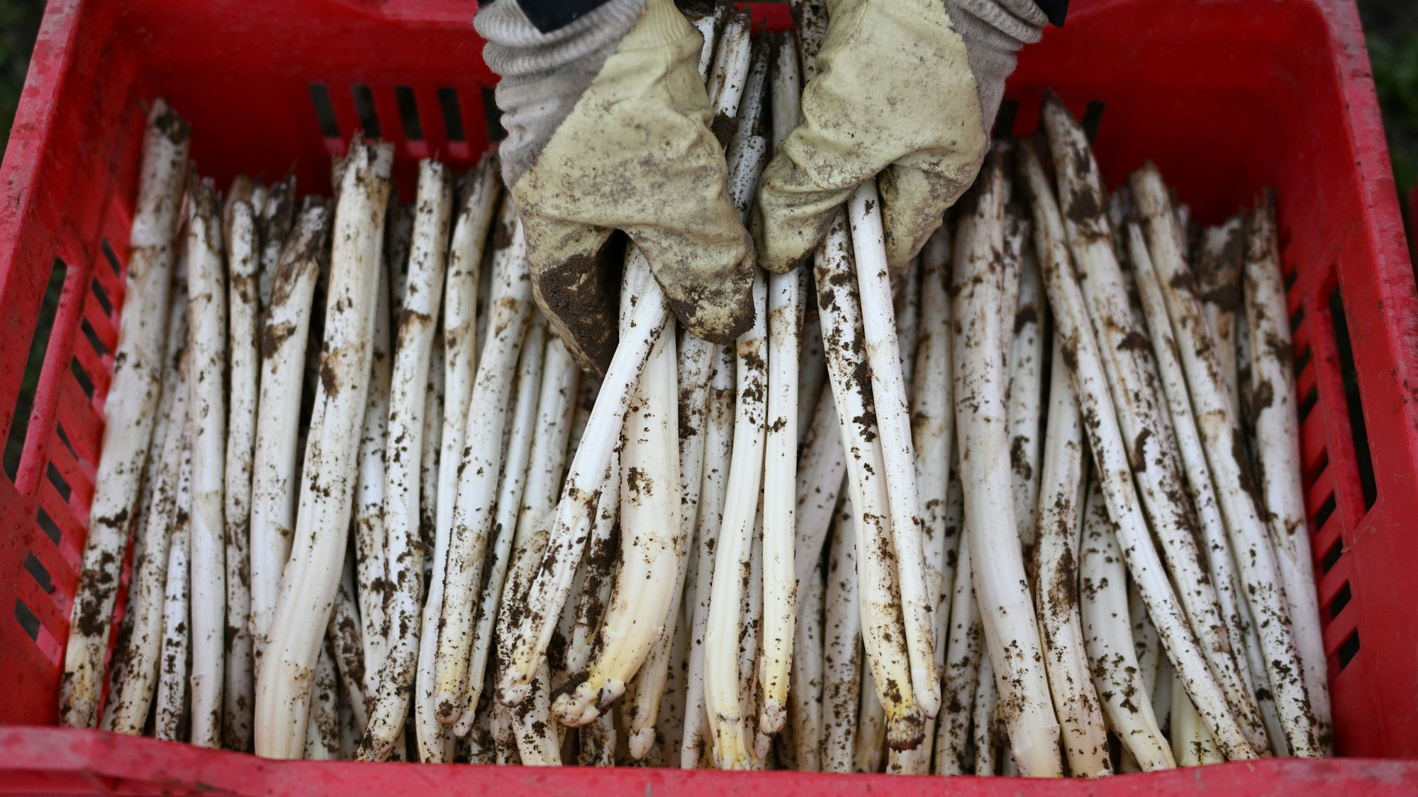 Eine rote Kiste voll Spargel mit Erde