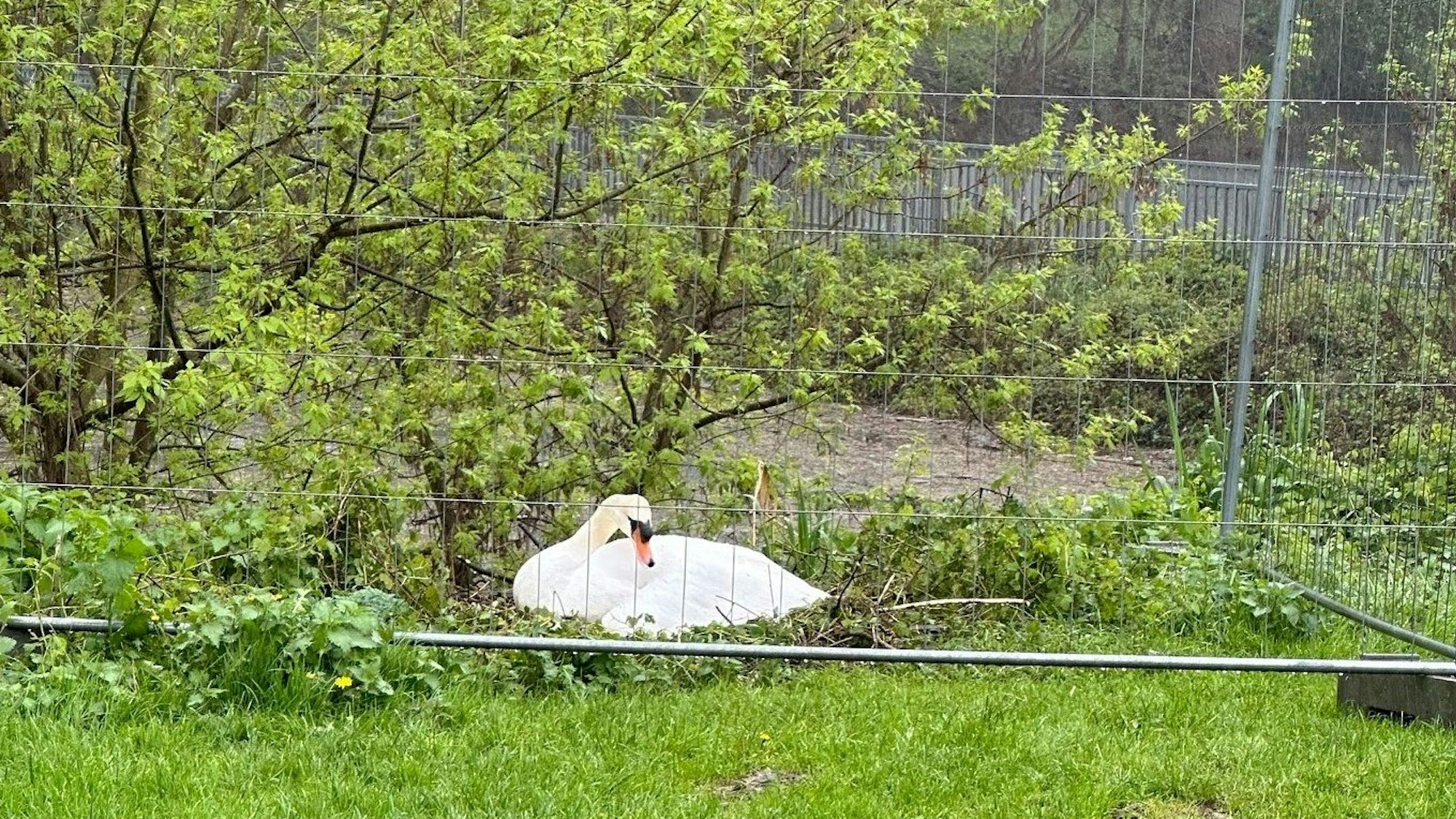 Ein Schwan sitzt auf einer Grünfläche vor einem Strauch auf seinem Nest, darum ist ein Bauzaun errichtet.