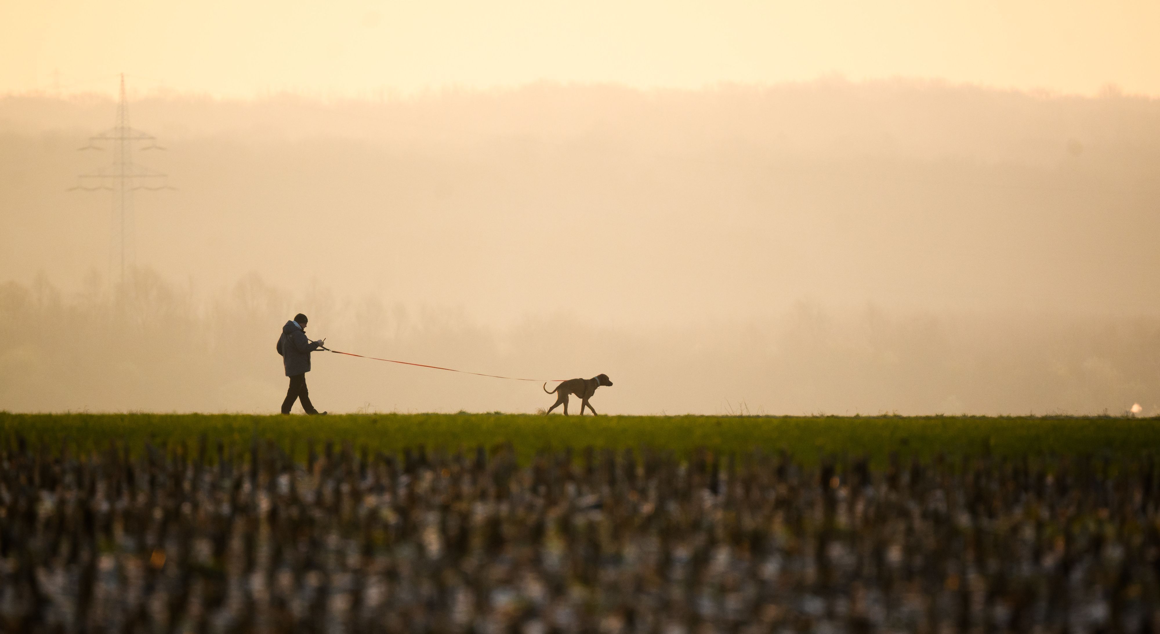Ein Mann läuft mit einem Hund bei Sonnenaufgang und leichten Nebel auf einem Feldweg (Archivfoto).