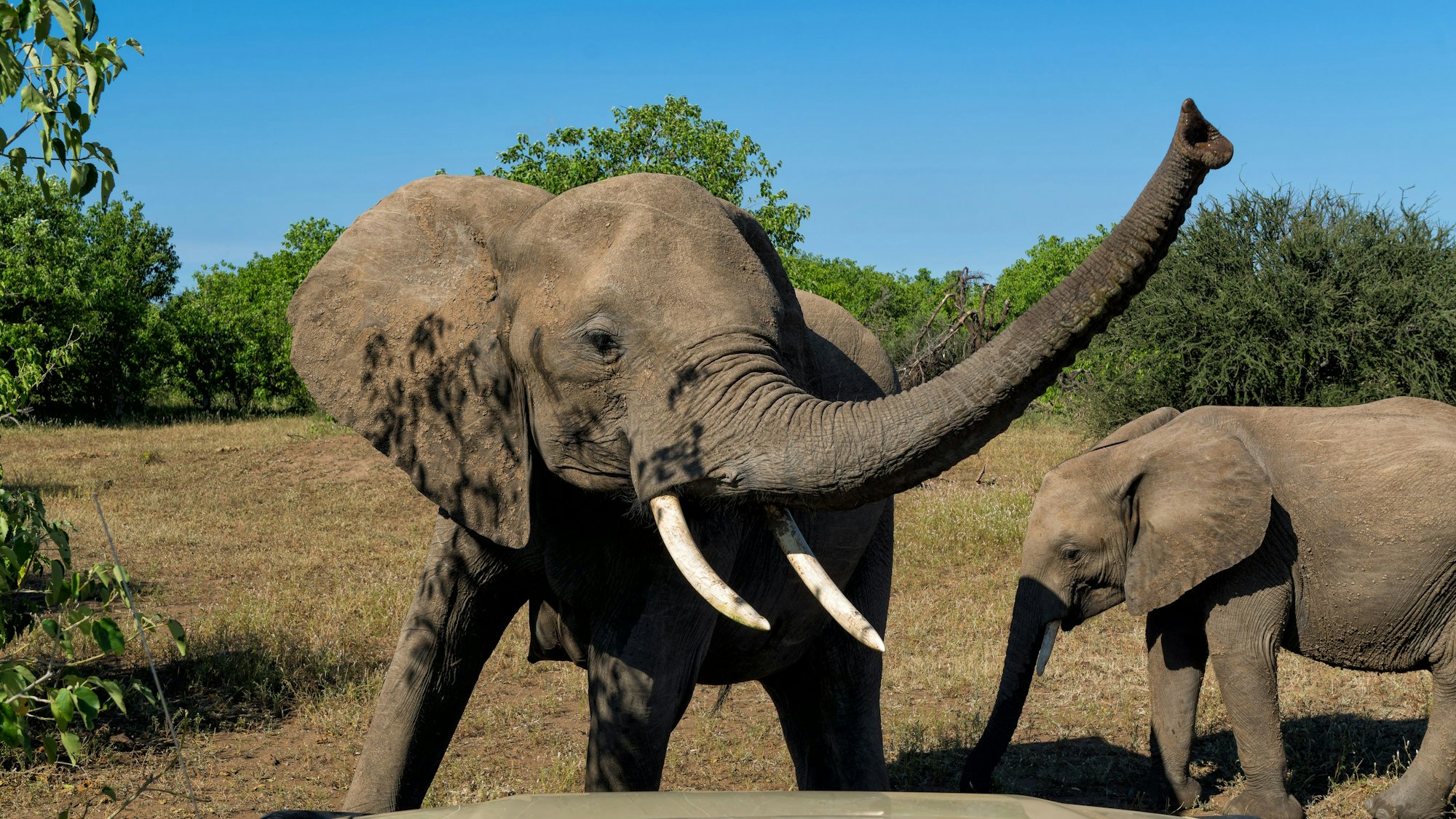 Ein Elefant in Botswana mit Jungtier.