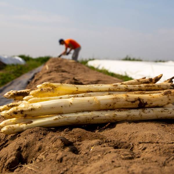 Spargel liegt frisch auf einem Feld.