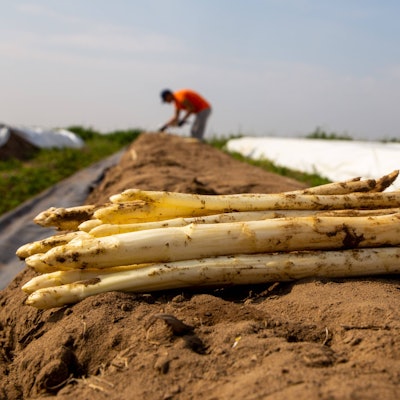 Spargel liegt frisch auf einem Feld.
