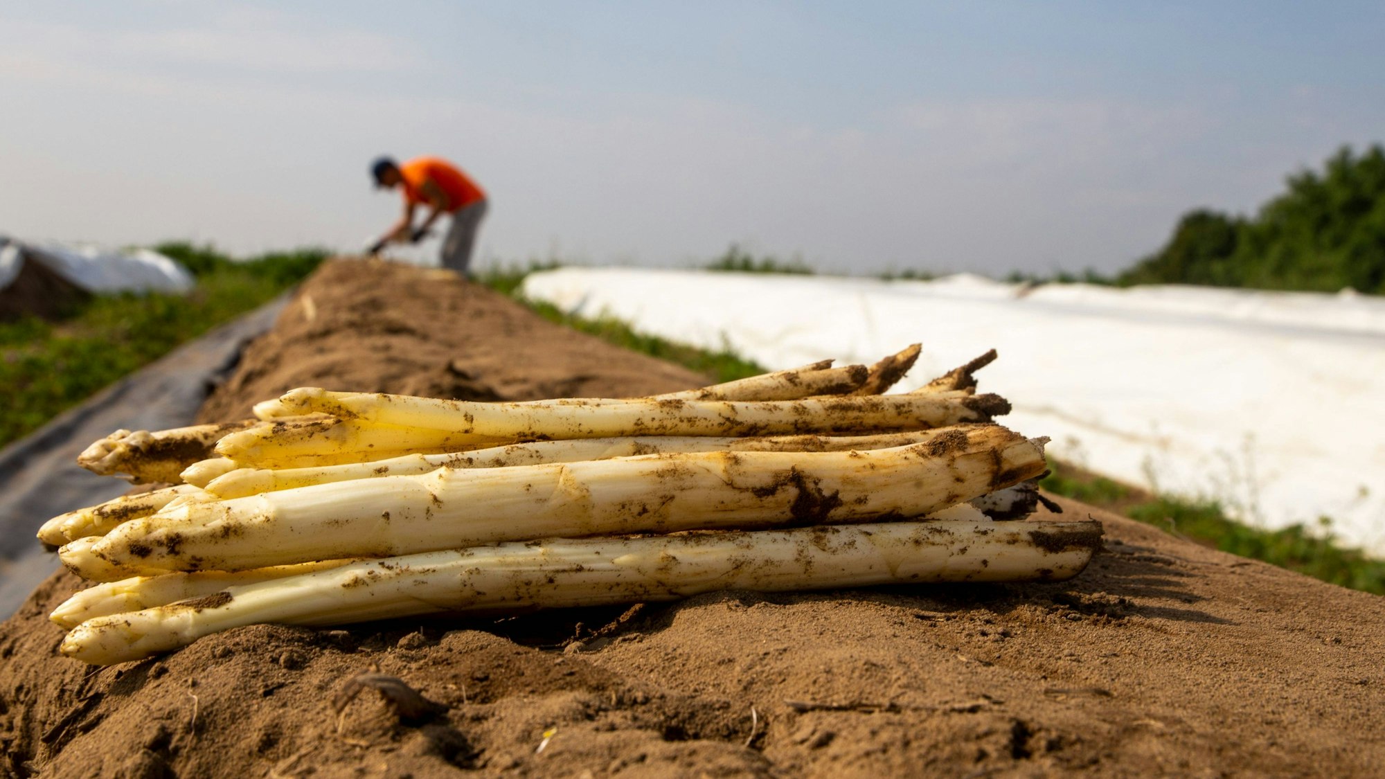Spargel liegt frisch auf einem Feld.