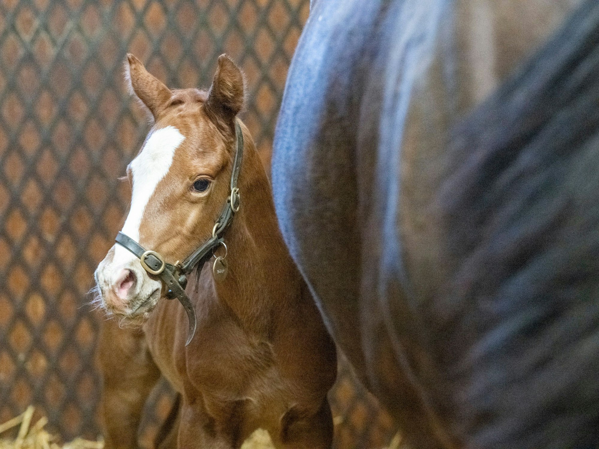Ein Fohlen mit einer breiten Blesse