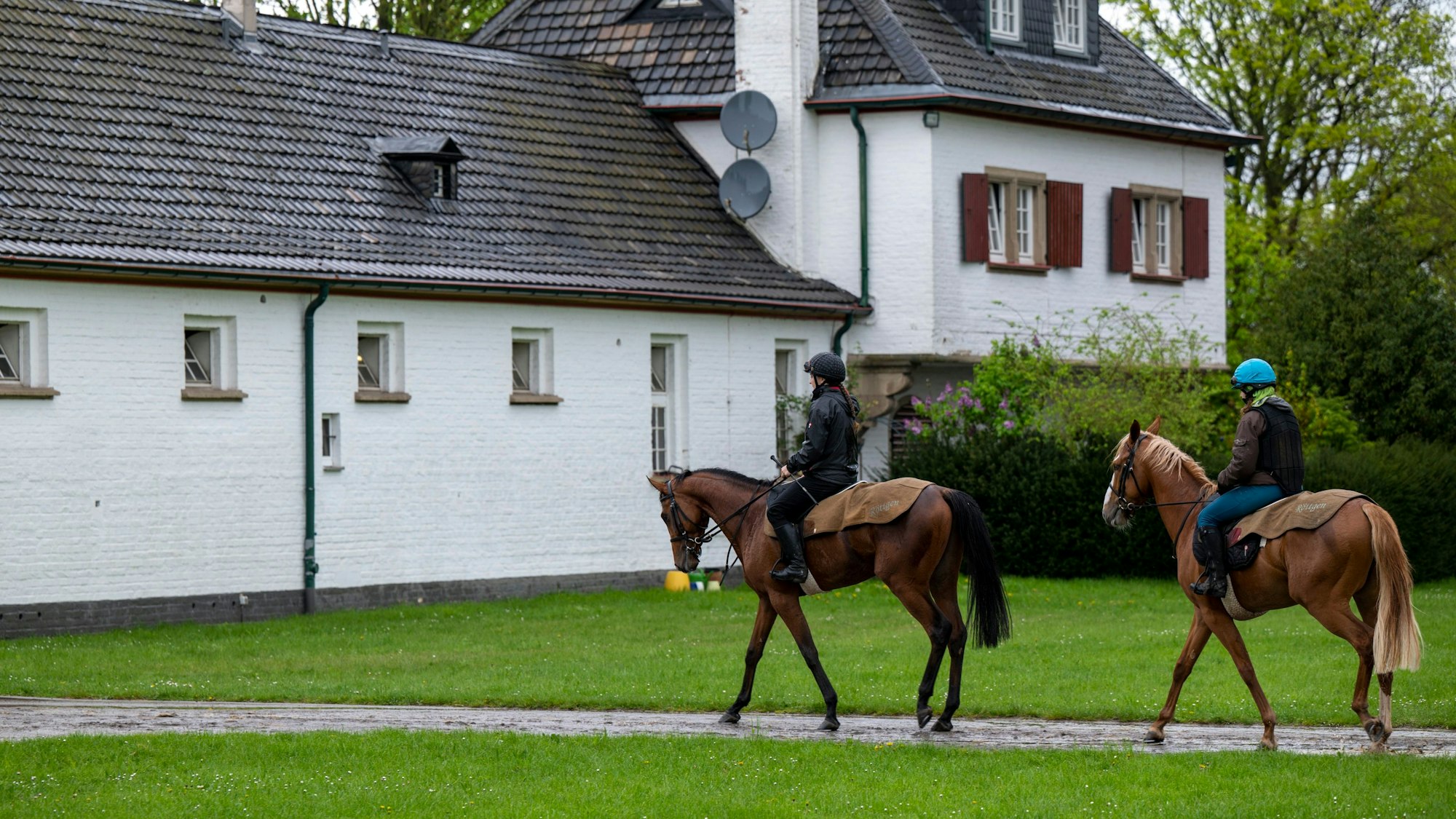 Rennpferde mit Reiter