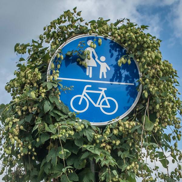 Ein Radweg-Schild mit Hopfen-Aufwuchs.