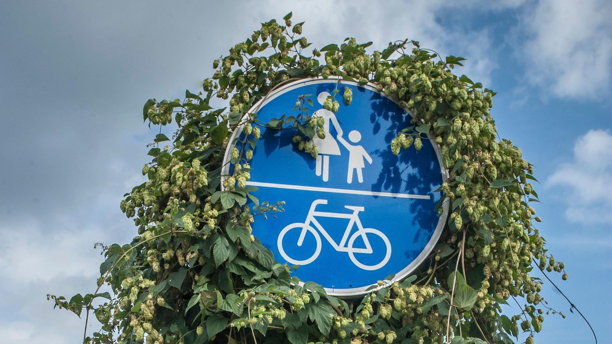 Ein Radweg-Schild mit Hopfen-Aufwuchs.