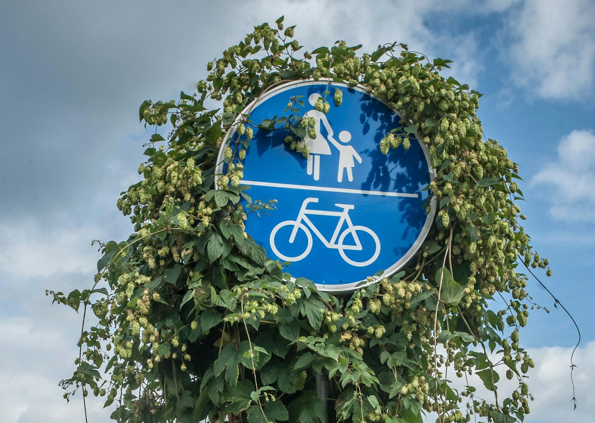 Ein Radweg-Schild mit Hopfen-Aufwuchs.