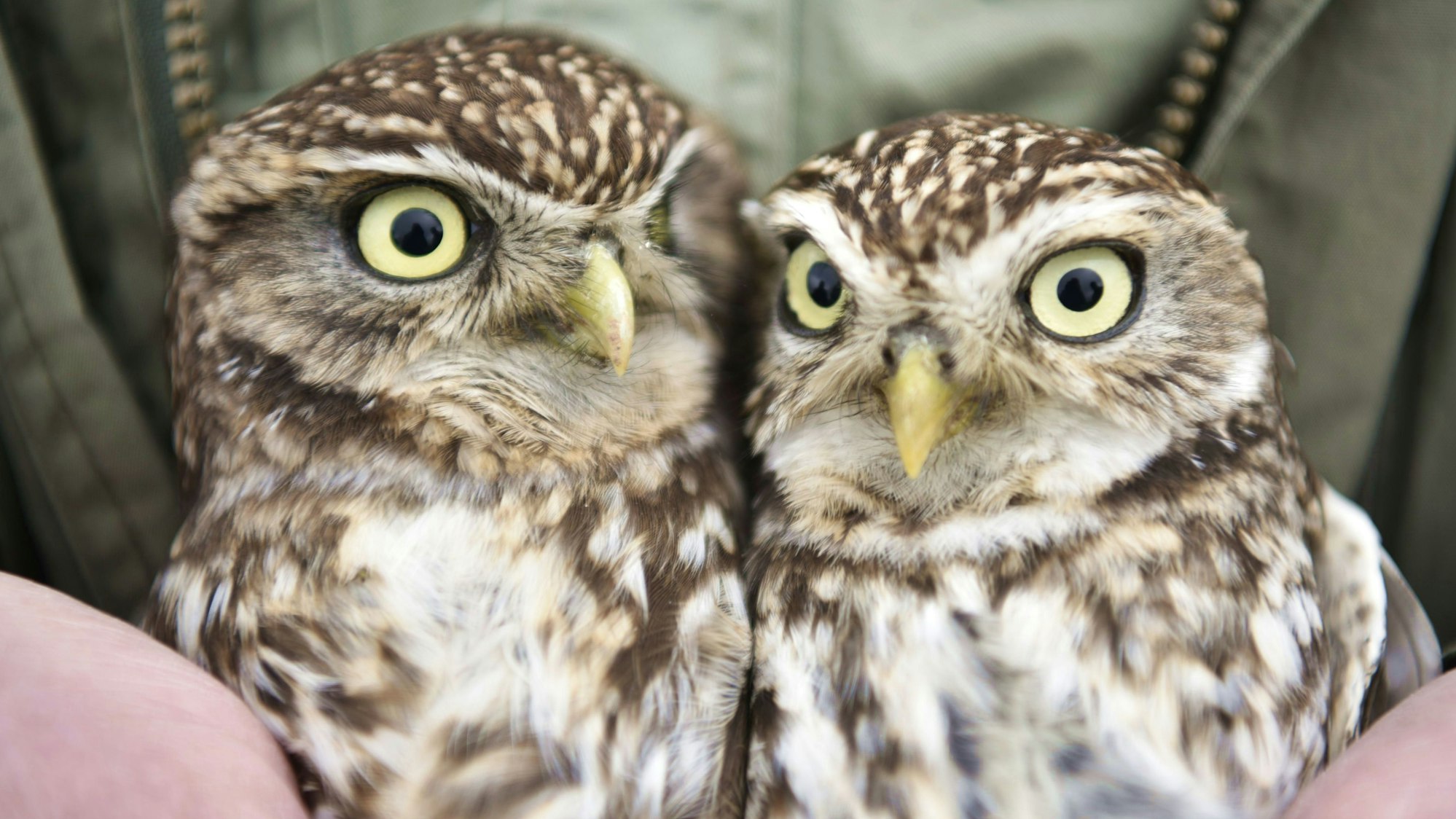 Ein Naturschützer hält zwei junge Steinkäuze in der Hand.