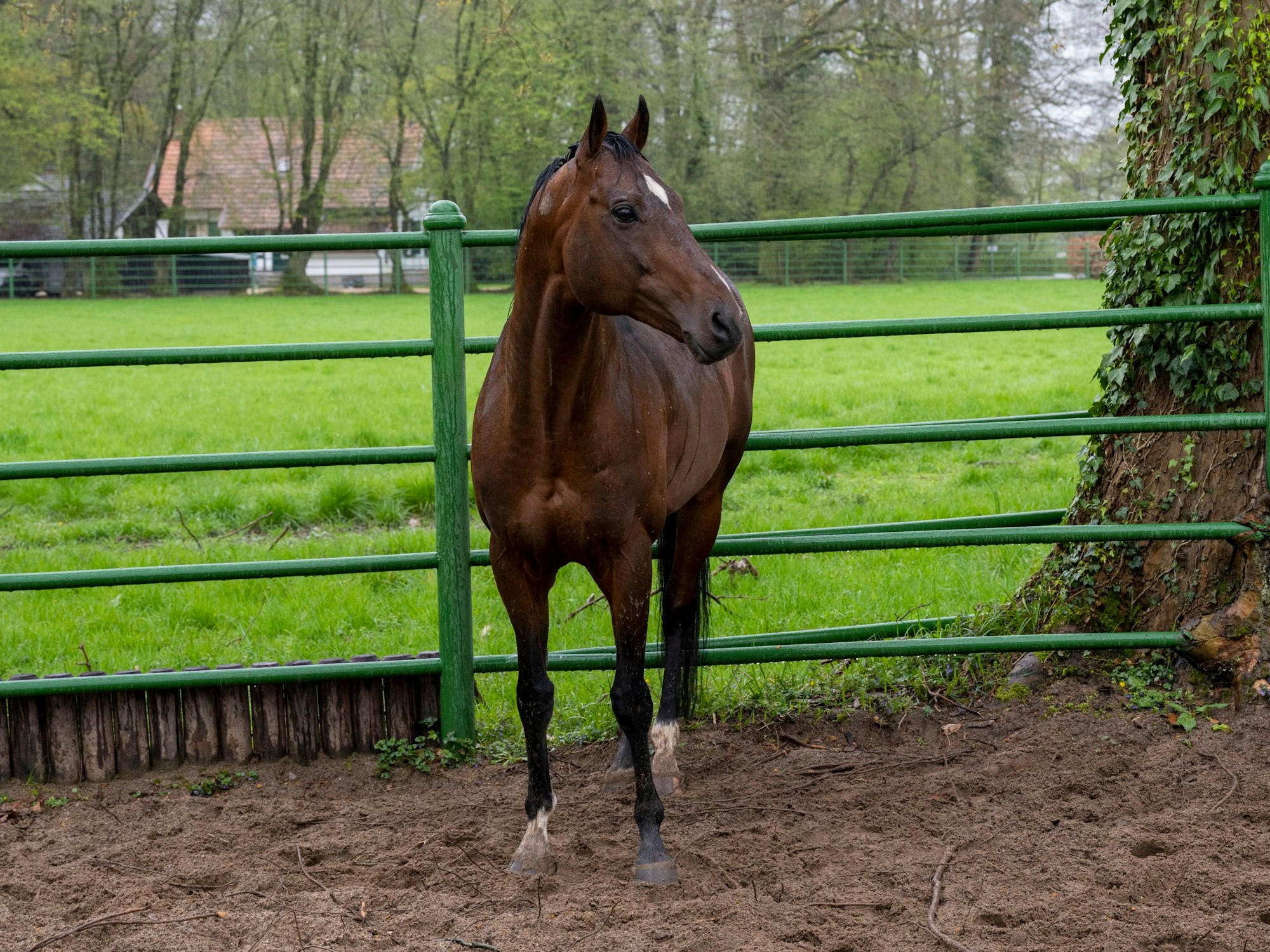 Ein braunes Pferd steht in einem Auslauf.