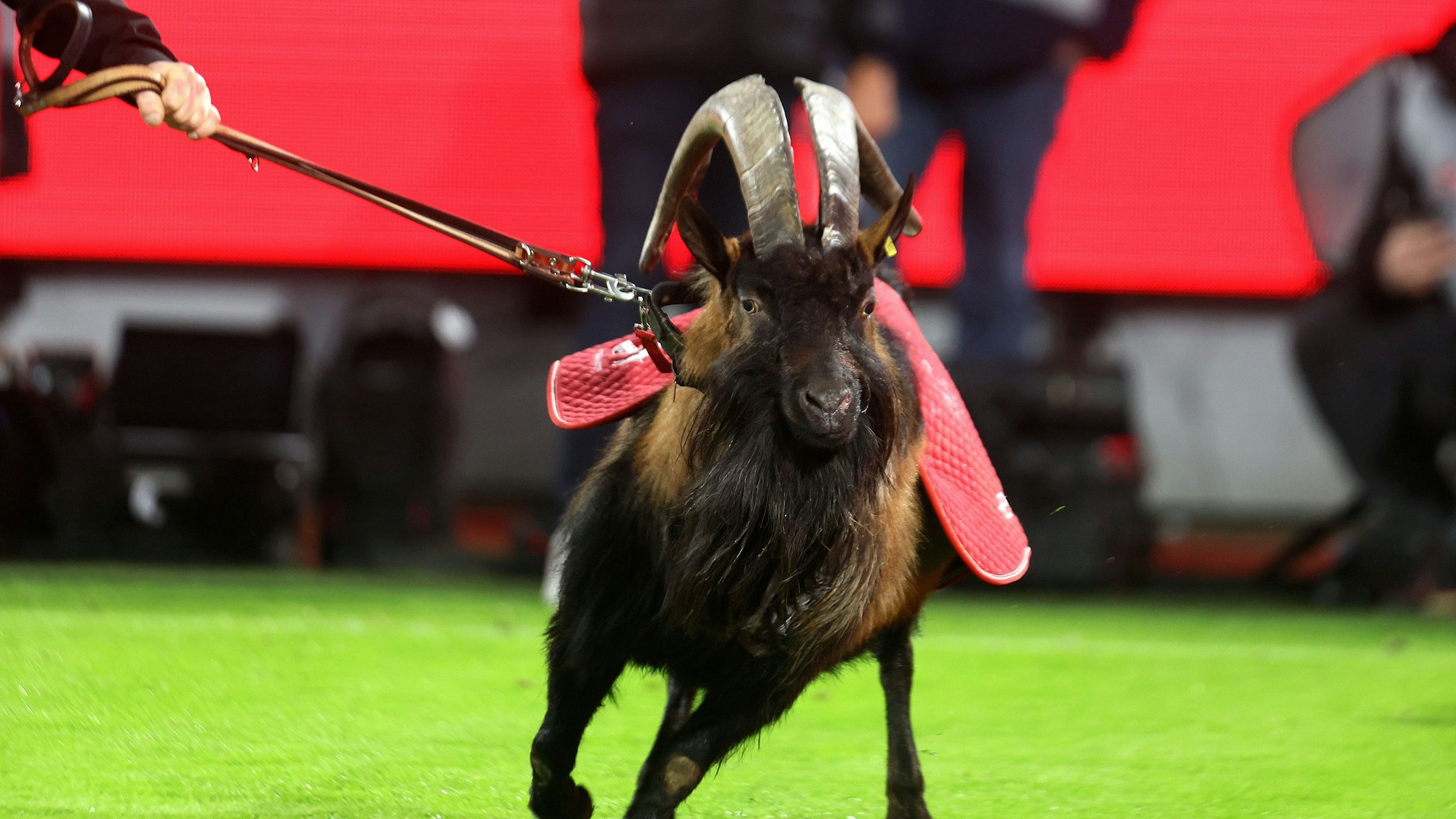 Hennes IX. im Stadion