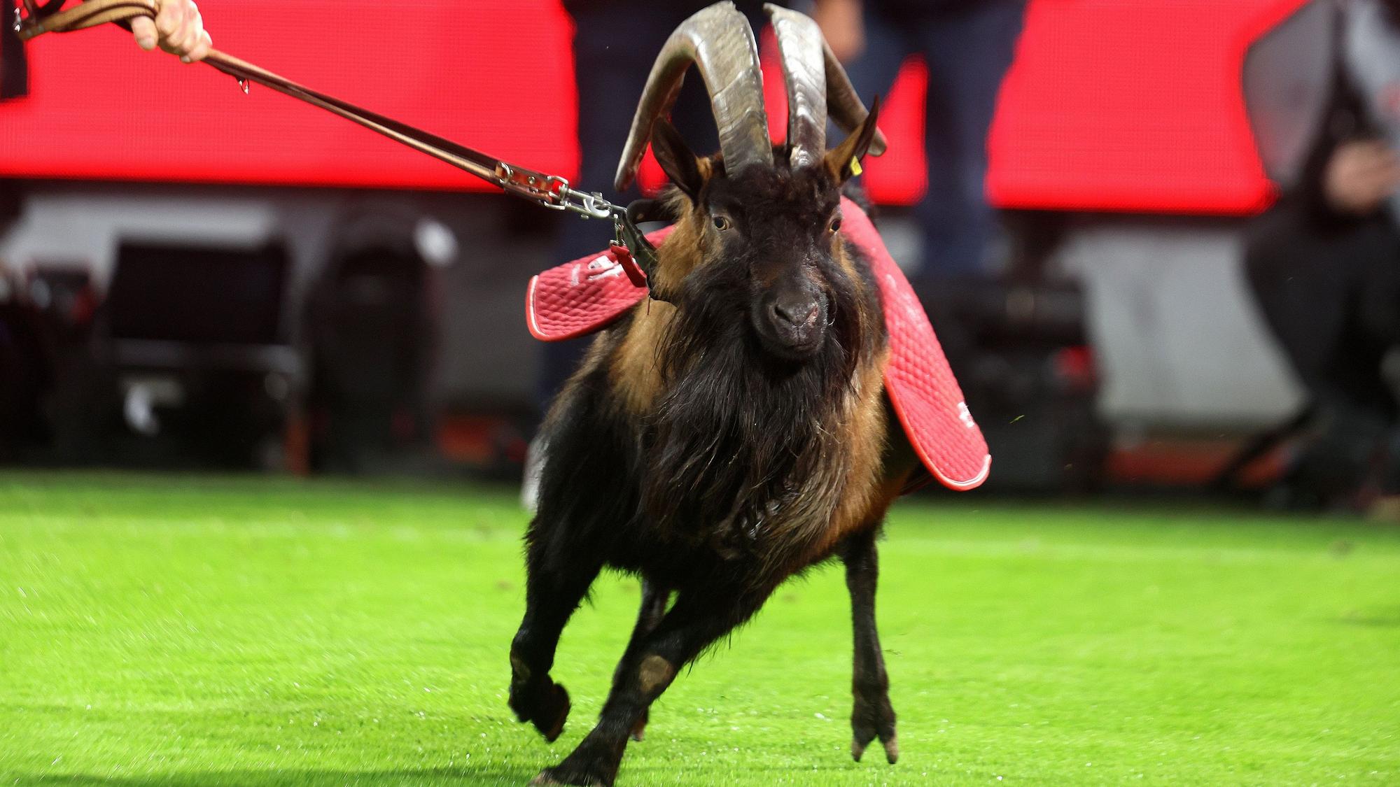 Geißbock Hennes auf dem Fußballrasen.