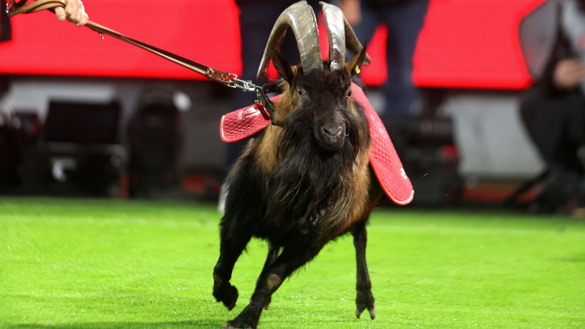 Geißbock Hennes auf dem Fußballrasen.