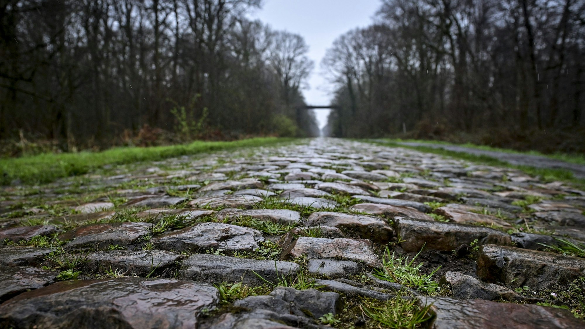 Ein mit Kopfstein gepflasterter Waldweg, die sogenannte Schneise von Arenberg, glänzt im Regen während der Erkundung der Strecke vor dem diesjährigen Radrennen Paris-Roubaix.
