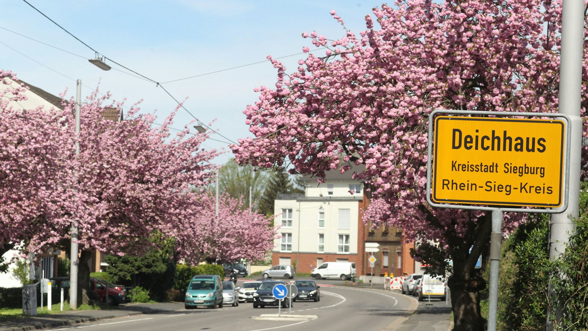 Im Siegburger Stadtteil Deichhaus stehen entlang der Frankfurter Straße gut zwei Dutzend Kirschbäume.