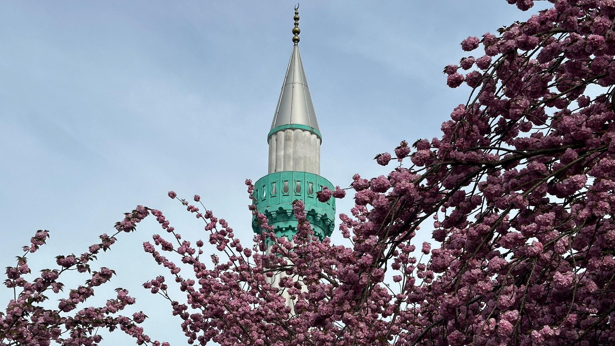 Neben der Moschee in Niederkassel-Ranzel entsteht bald ein Blütenmeer.