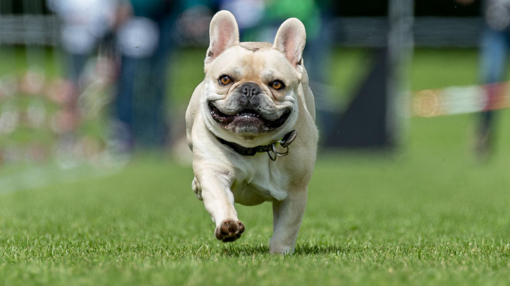 Eine Französische Bulldogge rennt über eine Wiese.
