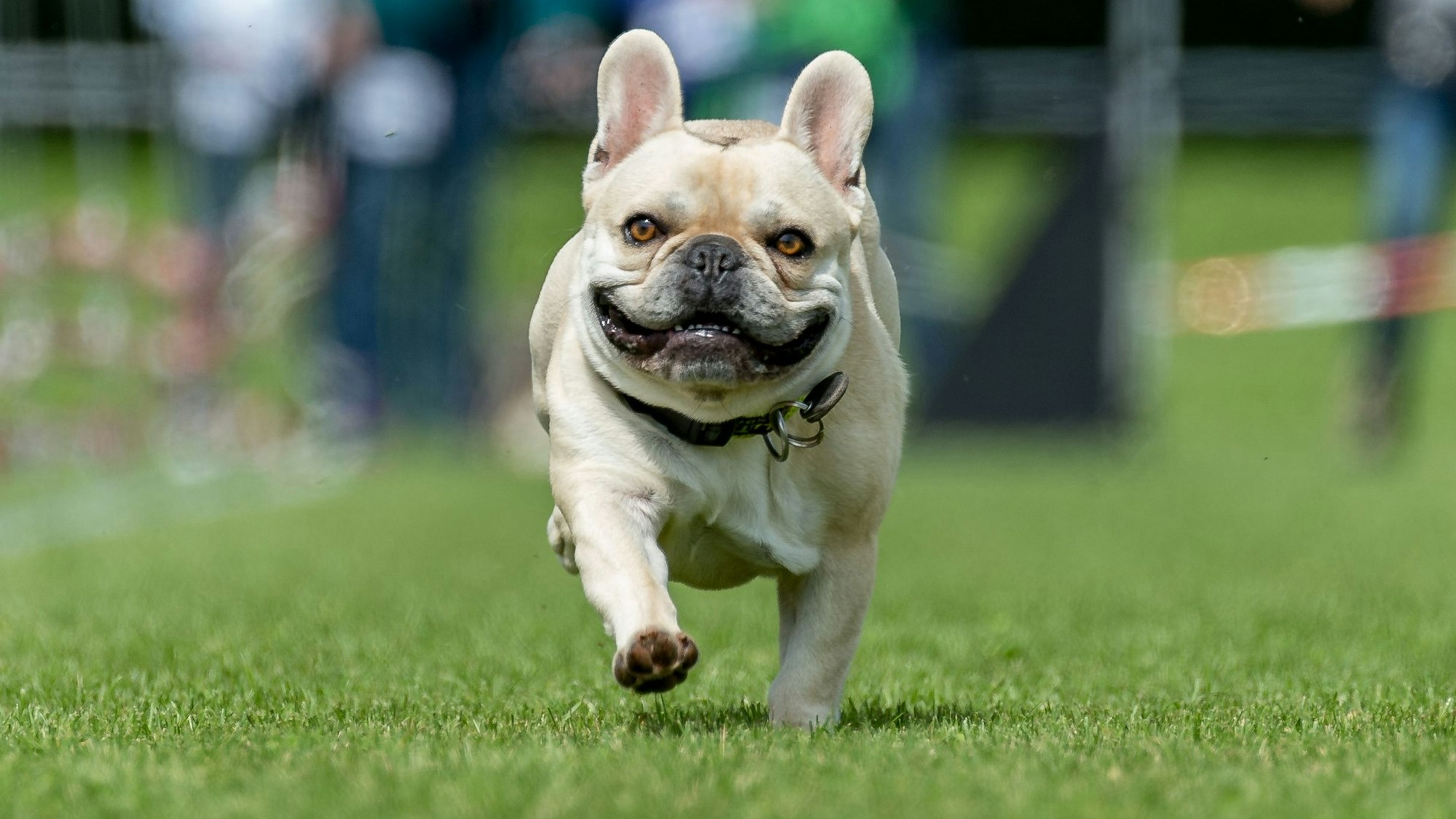 Eine Französische Bulldogge rennt über eine Wiese.