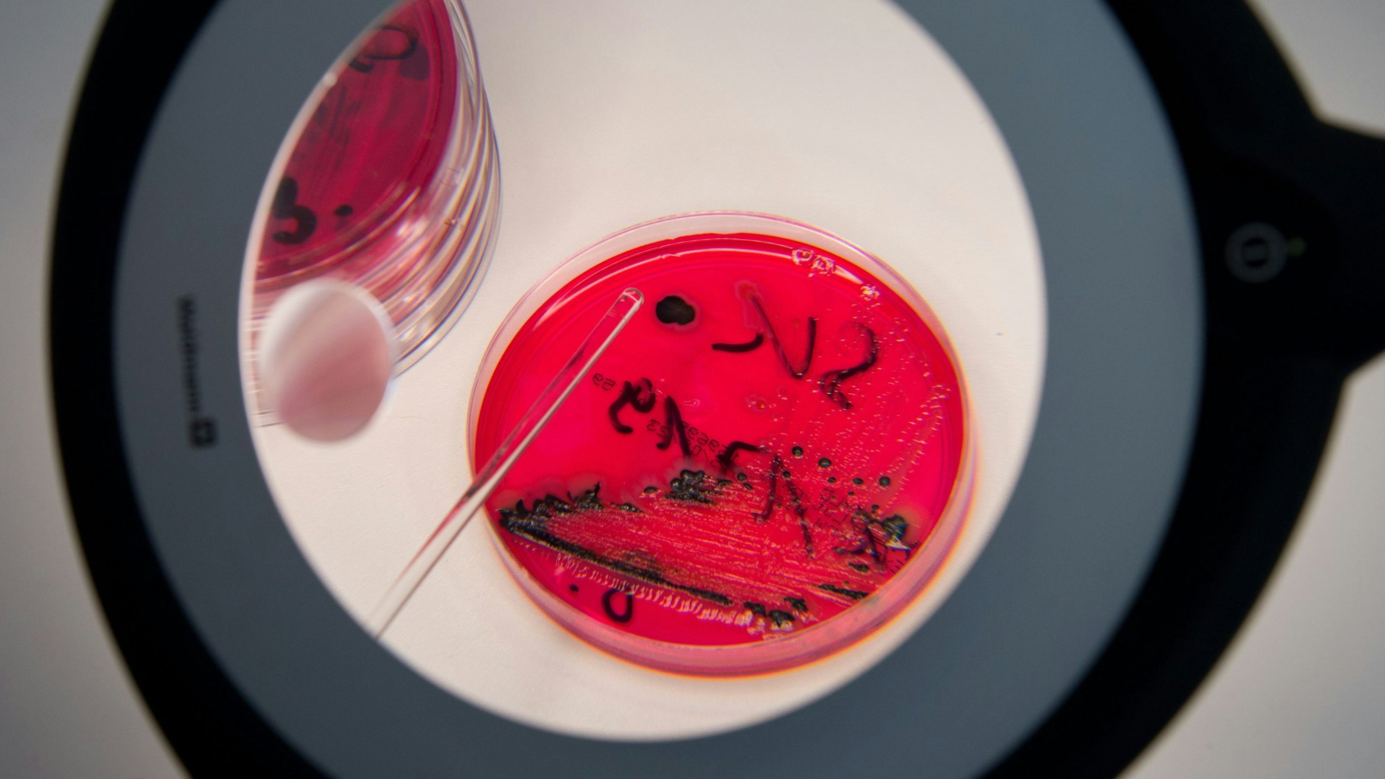 In der Landesuntersuchungsanstalt für das Gesundheits- und Veterinärwesen Sachsen (LUA) werden in einem Labor der LUA Salmonellen in einer Petrischale gezeigt.