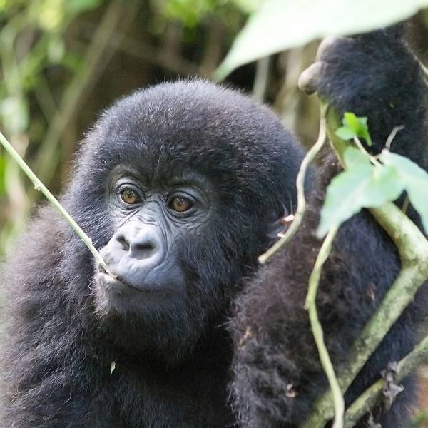 Young mountain gorilla at the Virunga National Park Democratic Republic of the Congo